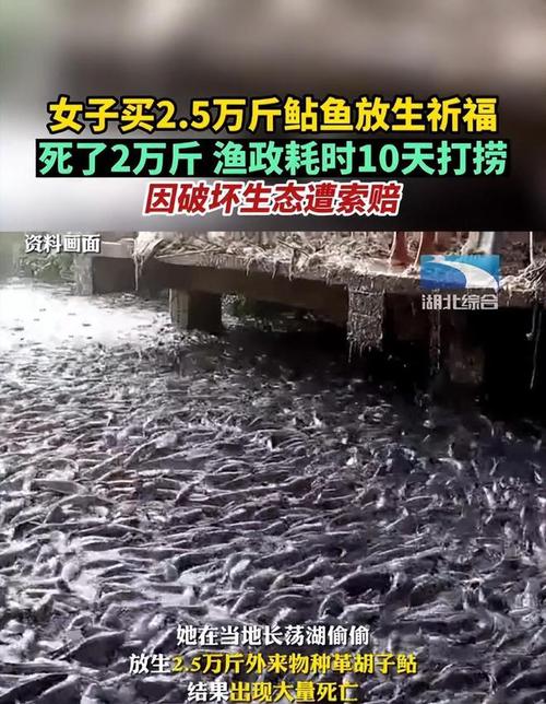 2025澳门天天开好彩大全回顾和放生2.5万斤外来鲇鱼与放生鲇鱼的功德